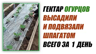 Гектар огурцов высадили и подвязали шпагатом всего за 1 день