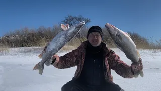 Попал на раздачу Судака и Щуки ! Весенняя рыбалка с домашним комфортом !