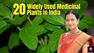 20 Widely Used Medicinal Plants in India | Medicinal Plants | Blissed Zone