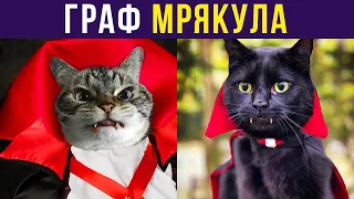 Приколы с котами. ГРАФ МРЯКУЛА | Мемозг #339
