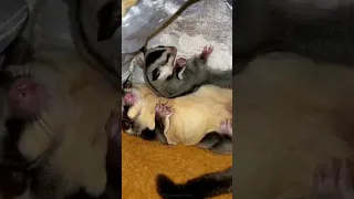 Mom and baby Sugar Glider sleeping #sugarglider #shorts  #cute