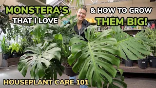 BEST Monstera & Growing Them BIG! Monstera Care Light, Repotting, Soil, Water - Houseplant Care 101