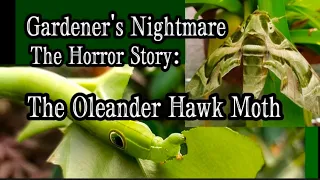 Gardener's Nightmare / Horror Story - Oleander Hawk Moth (Daphnis nerii)