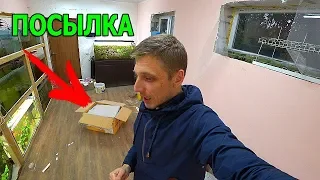 Маленькая посылка с рыбкой