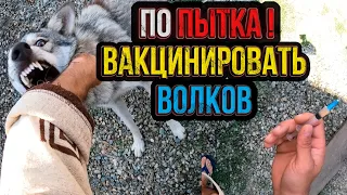 Вакцинация ВОЛКОВ ценой своей руки! Волкособ Аяврик и Луна не хотят делать прививки! Снежка пулей...