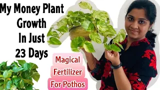 Best Organic Fertilizer For Money Plant | Best Natural Liquid Fertilizer |Money Plant Care