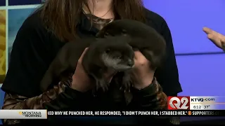 Baby otter at ZooMontana dies