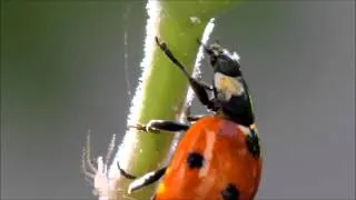 LadyBug Muncha Muncha Muncha on Aphids in HD (How to get rid of  Aphids)