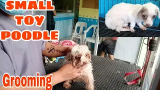 Small Toy Poodle Grooming | Four Years Old Of Age || First Time