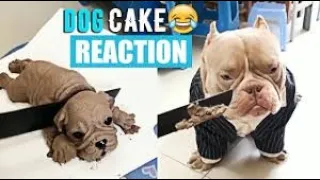 Funny dog reaction to cutting cake 🤣😂😂