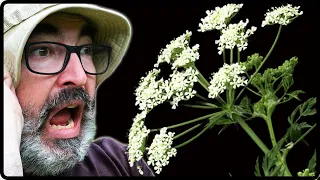 Poison Hemlock Alert! How to Safely Control Flowering Hemlock☠️🌼