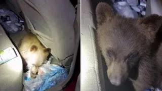 Hungry Bear Cub Seen In Car Looking For Snacks