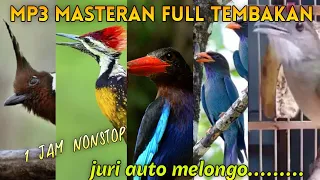 Auto dilirik juri||mp3 masteran full tembakan cililin platuk bawang tengkek udang buto kapas tembak