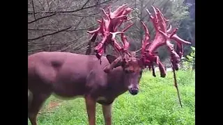 Buck Sheds Antlers || ViralHog