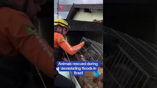 Animals rescued during devastating floods in Brazil