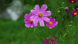 Sinfonía de Serenidad: Flores y Hojas Bailando al compás del Viento para Relajación Profunda