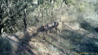 El bosque mágico del PREPIRINEO/  El bosc màgic del PREPIRINEU. 🐗🦊🐐🦌