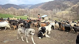 I-A ARS STANA,INSA CIOBANUL CONSTANTIN A AVUT PUTEREA SA O IA DE LA CAPAT. UN LUPTATOR.