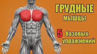 ГРУДНЫЕ МЫШЦЫ. 5 БАЗОВЫХ УПРАЖНЕНИЙ.  + ОШИБКИ УБИВАЮЩИЕ ПРОГРЕСС!