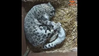 Snow leopard and her kitten sleep together