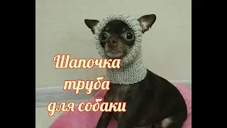 Шапочка труба для собаки, Dog hat DIY