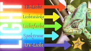 Beleuchtung im Terrarium | Alles was du wissen solltest!