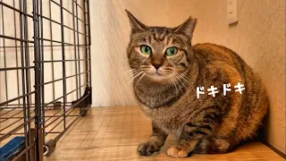 りんちゃんが先住猫と会える日になりました　660話