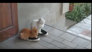 funny cats