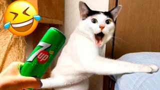 New Funny Animals 2024🐱 Funniest Cutest Cats and Dogs🐈😜 Part 02