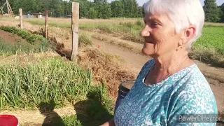 Susza, chwasty - jak wyglądają warzywa w ogrodzie marzeń