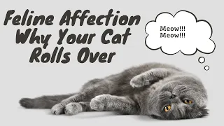 Feline Affection | Why Your Cat Rolls Over ? #catbehavior #catlovers #cat #cats