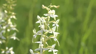 Любка двулистная (орхидея) Platanthera bifolia