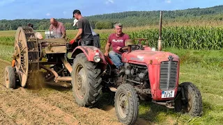 Kartoffelernte Mit einem Massey  Ferguson Typ 35 und einem Massey Ferguson Kartoffelvollernter 711