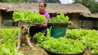 Harvesting Vegetable Garden Goes to the market sell - Gardening - Cooking | Lý Thị Ca