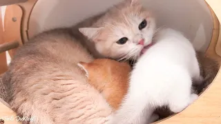 Kittens play freely with their mother cat always near for food or help.