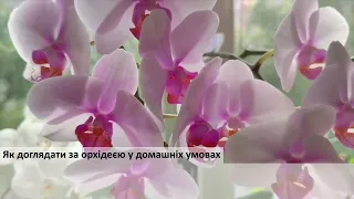 Як доглядати за орхідеєю в домашніх умовах