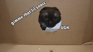 Cats vs Reducing Hole