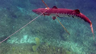 Boys VS Big Barracuda | Spearfishing In Jamaica | Catch N" Cook