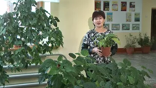 "Удачная среда" - особенности выращивания дома китайской розы (Бийское телевидение)