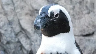 The African Penguin Bray - Sounds Of The Aquarium