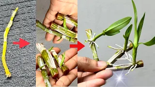 Rebirth of the Dead Orchid! With Surprising Simple Home Tips