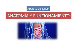 Anatomía y funcionamiento del aparato digestivo.