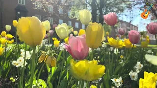 Beautiful Relaxing Music🍀 Springtime with Peaceful Soothing Music🌿