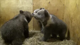 Архангельские медвежата