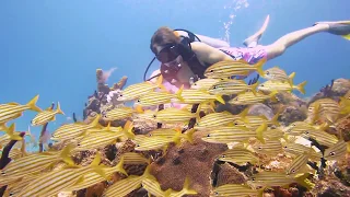 Beautiful Dominican Republic 2018 Deep Diving In Sea | Bayahibe Beach Video Watch Now