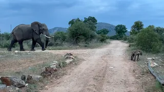 Elephant Turns On Hyenas at Camp In Kruger National Park