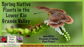 Spring Native Plants in the Lower Rio Grande Valley