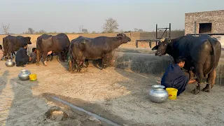 Second Milking of Ch. Irfan Ali Gujjar Buffalo Dairy Farm Pdfa All Punjab Buffalo Milk Competition