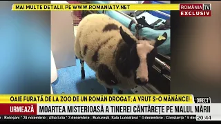 Oaia Lambi a fost furată de la ZOO și găsită în mașina unui român drogat