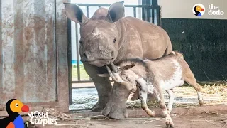 Baby Rhino Grows Up With Goat Best Friend | The Dodo Odd Couples